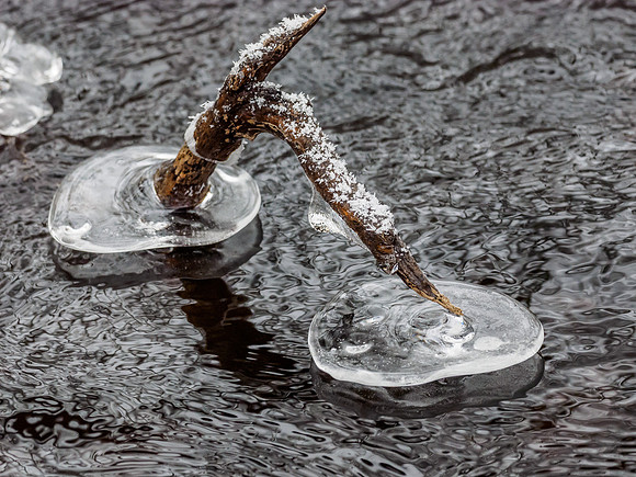 Ice Sculpture