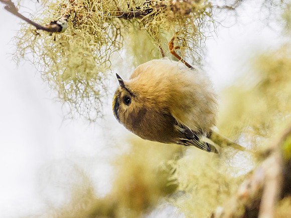 Goldcrest (Regulus regulus)