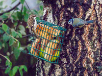 Tree Creeper