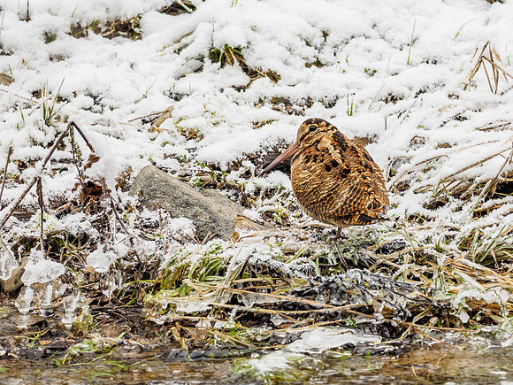 Winter Woodcock
