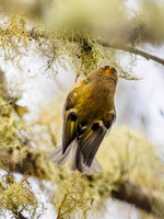 Goldcrest (Regulus regulus)