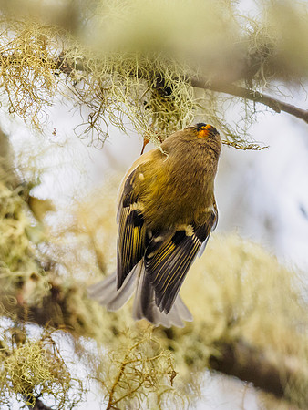 Goldcrest (Regulus regulus)