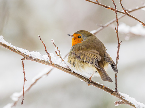 Robin (Erithacus rubecula)