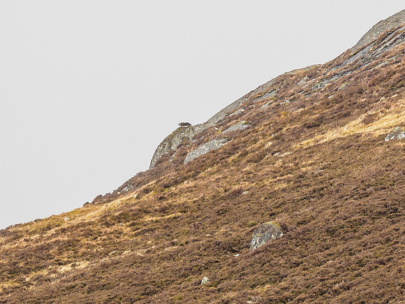 Golden Eagle (Aquila chrysaetos)