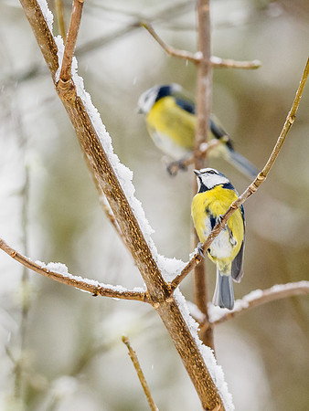 Blue Tits (Cyanistes caeruleus)