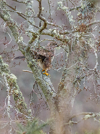 Common Buzzard (Buteo buteo)