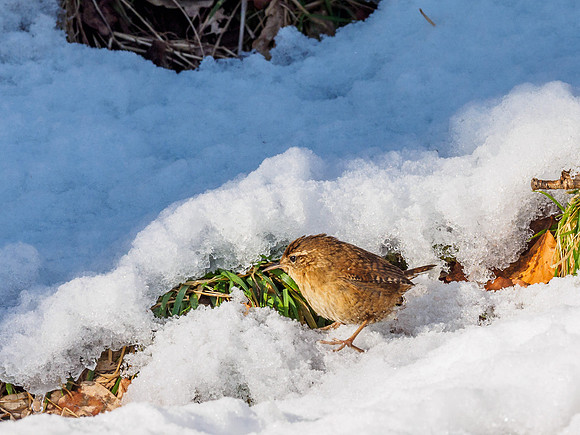 Wren (Troglodytes troglodytes)