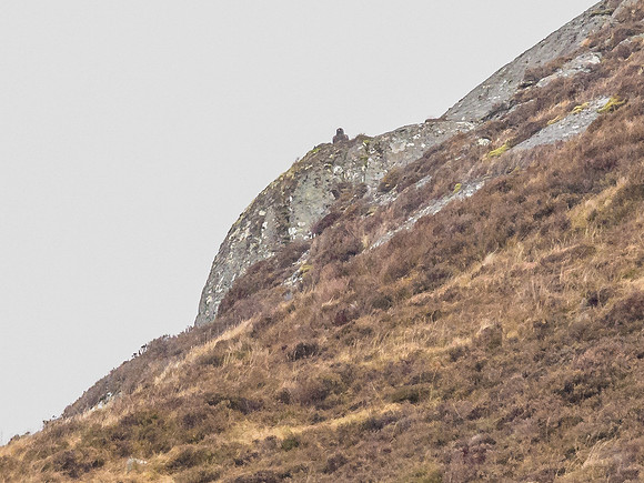 Golden Eagle (Aquila chrysaetos)