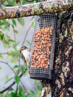 Tree Creeper