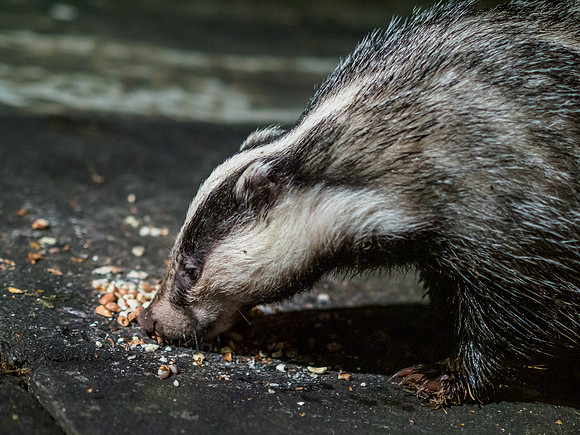 Badger (Meles meles) [1909046]