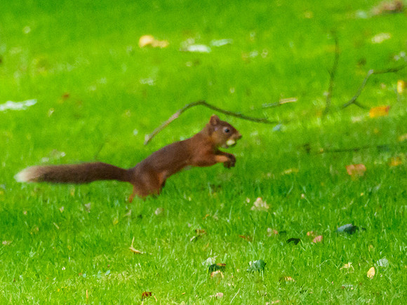 Red Squirrel (Sciurus vulgaris) (3) [1909021]