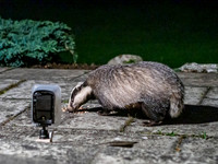 Badger (Meles meles) (1) [1909013]
