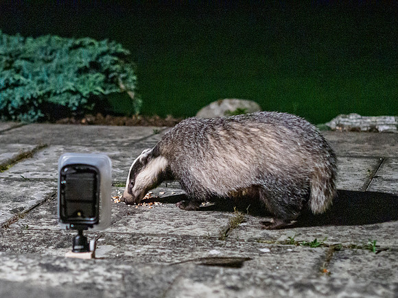 Badger (Meles meles) (1) [1909013]