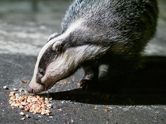 Badger (Meles meles) (8) [1909025]