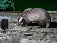 Badger (Meles meles) (3) [1909015]