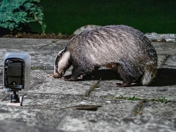 Badger (Meles meles) (3) [1909015]