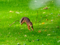 Red Squirrel (Sciurus vulgaris) (2) [1909020]