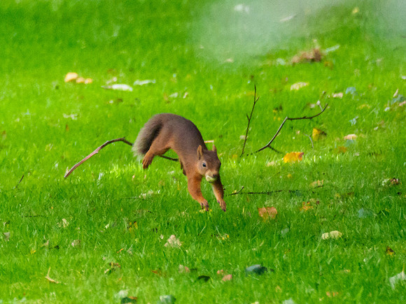 Red Squirrel (Sciurus vulgaris) (2) [1909020]