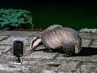Badger (Meles meles) (2) [1909014]
