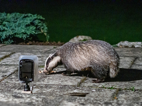 Badger (Meles meles) (2) [1909014]