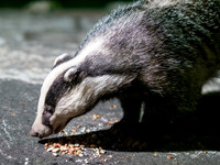 Badger (Meles meles) (9) [1909026]