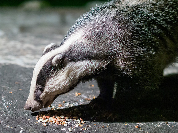 Badger (Meles meles) (9) [1909026]