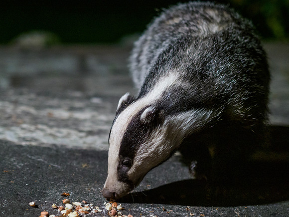 Badger (Meles meles) (5) [1909022]