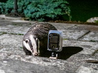 Badger (Meles meles) (4) [1909016]