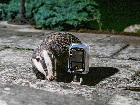 Badger (Meles meles) (4) [1909016]