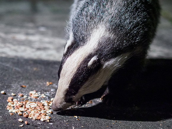 Badger (Meles meles) (7) [1909024]