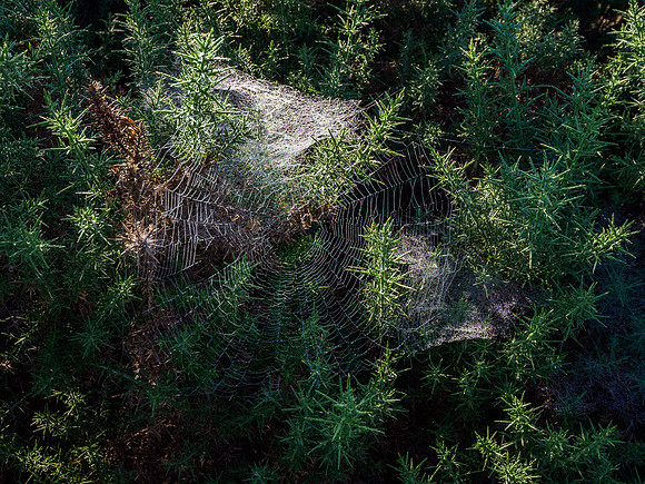 Cobwebs [1909032]