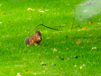 Red Squirrel (Sciurus vulgaris) (1) [1909019]