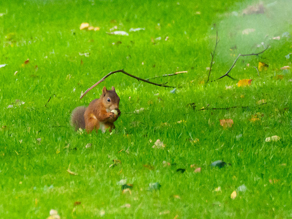 Red Squirrel (Sciurus vulgaris) (1) [1909019]