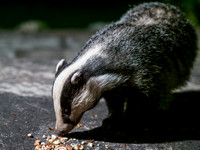 Badger (Meles meles) (6) [1909023]