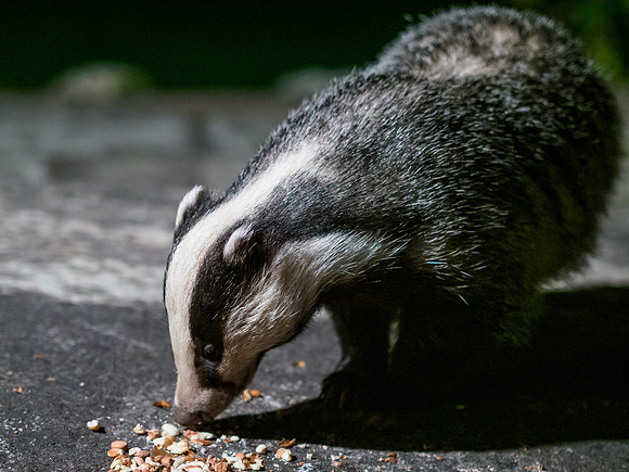 Badger (Meles meles) (6) [1909023]