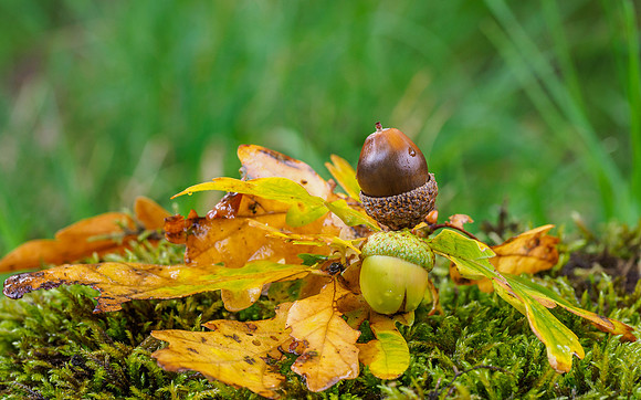 Autumn Scene [1909047]