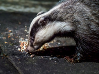 Badger (Meles meles) [1909045]