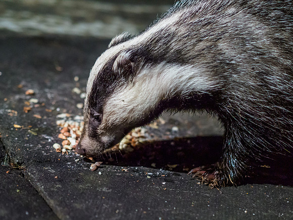 Badger (Meles meles) [1909045]