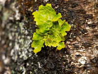 Lichen Clunebeg