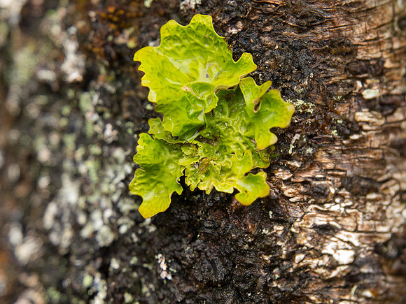 Lichen Clunebeg