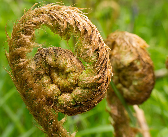 Fern
