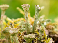 Cladonia Diversa