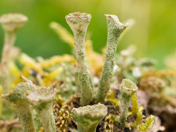 Cladonia Diversa