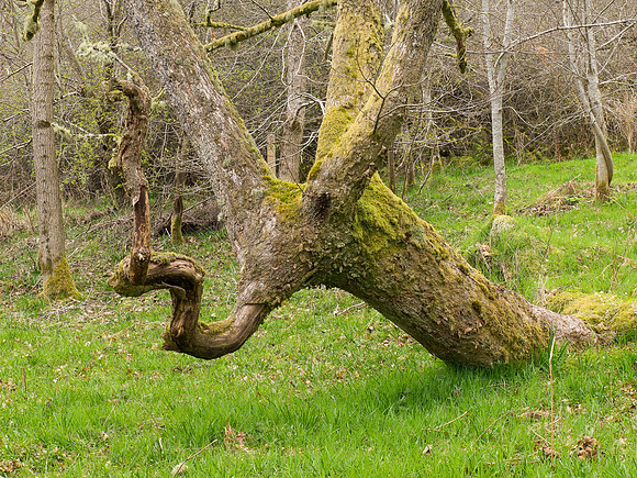 Weird Creature?