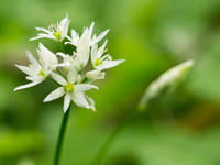 Allium Ursinum