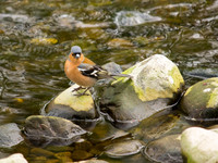 Chaffinch
