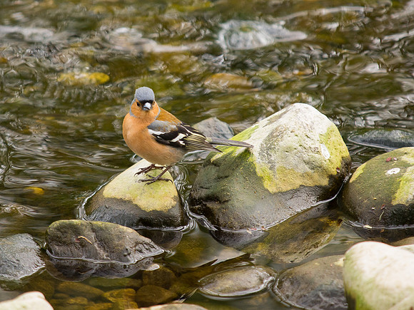 Chaffinch