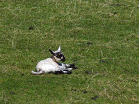 Young Lamb
