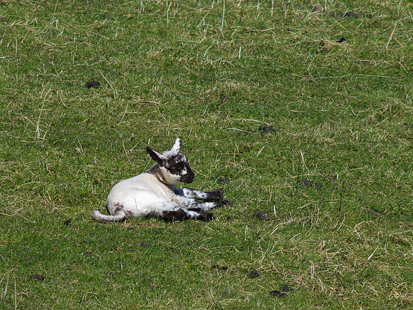 Young Lamb