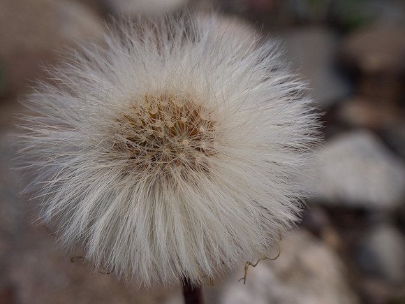 Seed Head